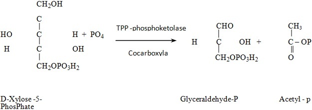 thiamin dependent transketolase